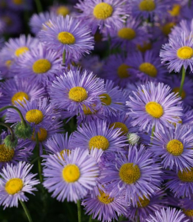 Erigeron speciosus 'Schöne Blaue'